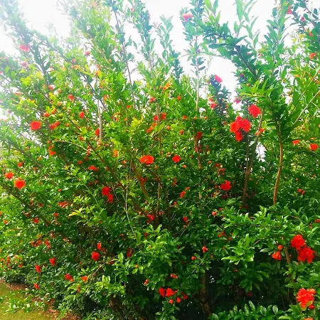 Il Melograno Panzió Garda