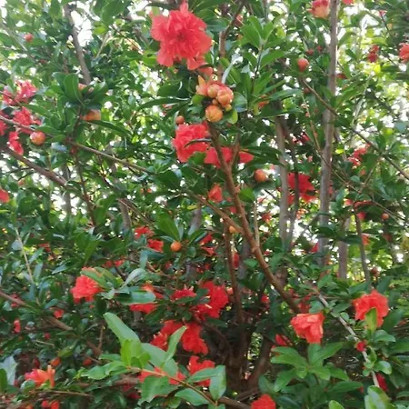 Il Melograno Garda (Verona)