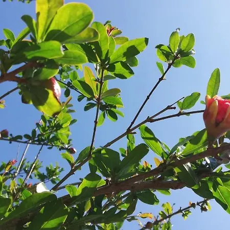 Oda ve Kahvaltı Il Melograno 3*