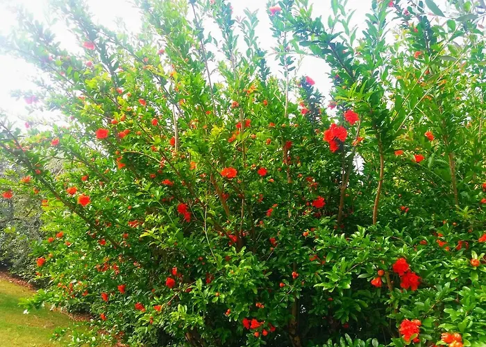 Il Melograno 住宿加早餐酒店 加尔达