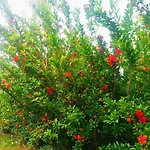 Il Melograno Bed and Breakfast Γκάρντα