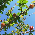 Bed and Breakfast Il Melograno 3*