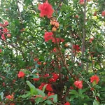 Il Melograno Γκάρντα